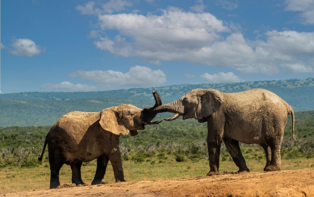 Amboseli self drive routes