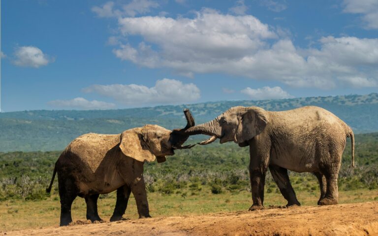 Amboseli self drive routes