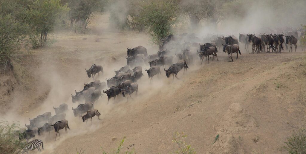 masai mara wildebeest