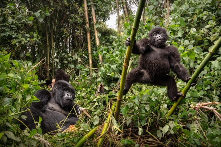 Mountain gorillas in Bwindi National Park